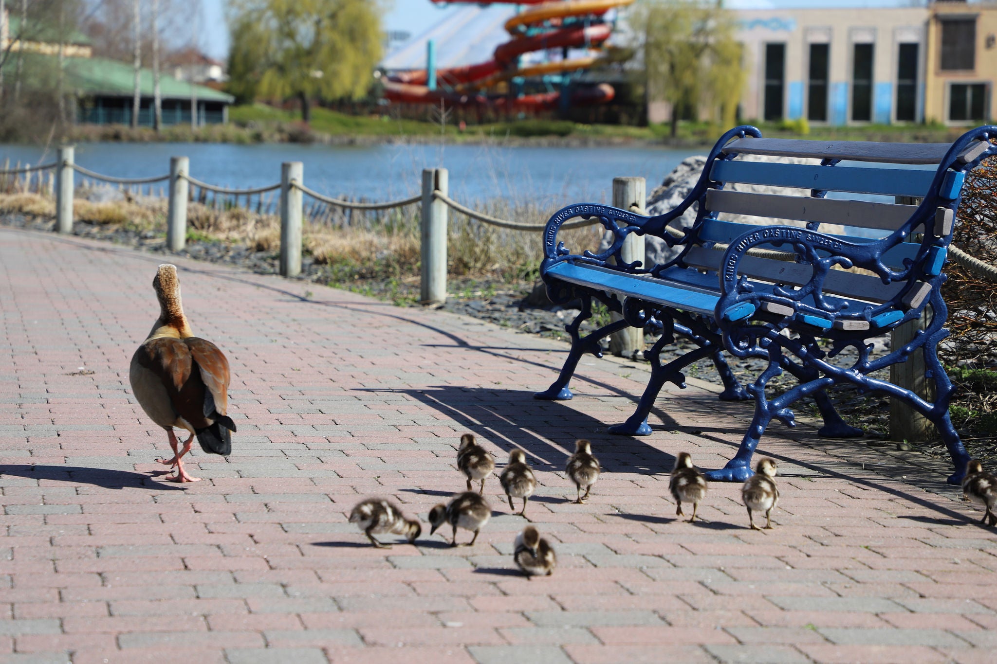 Les canards du parc se baladent dans les allées de Walibi Belgium